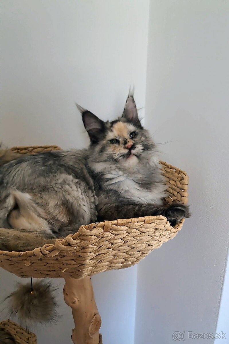 Maine Coon s PP - 6