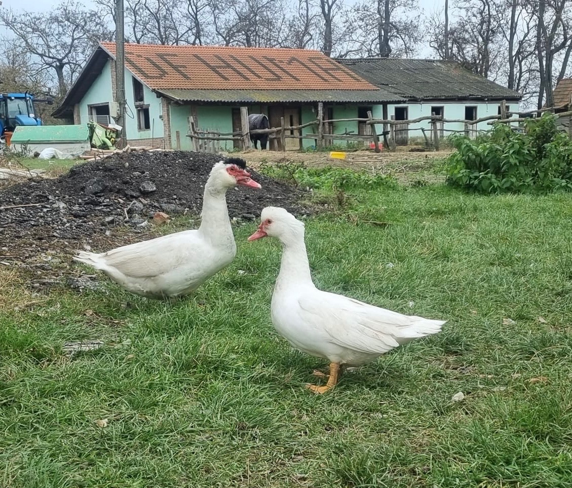 Predám kačky za lacno - 6