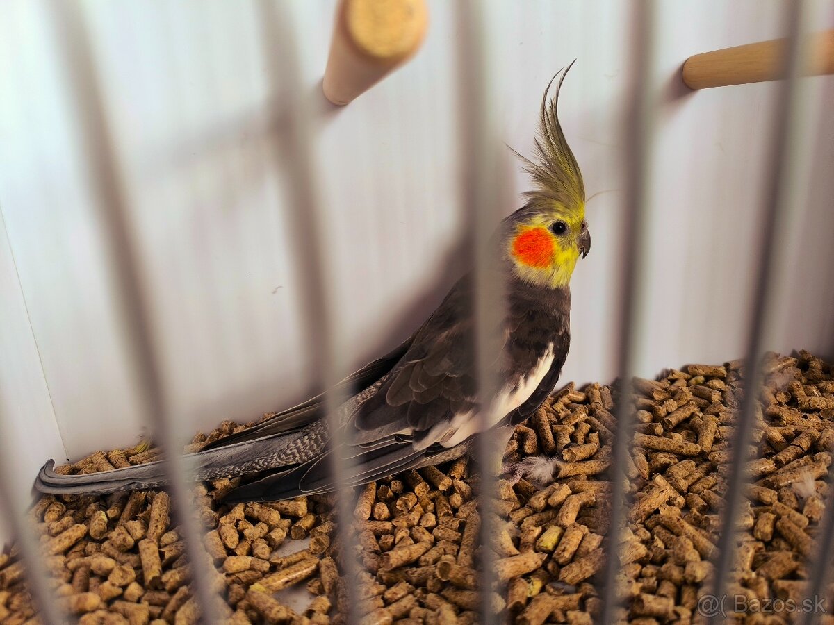 korely výstavný typ - 6