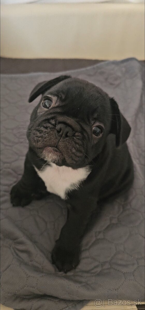 Francúzsky buldoček s PP, FCI - 6