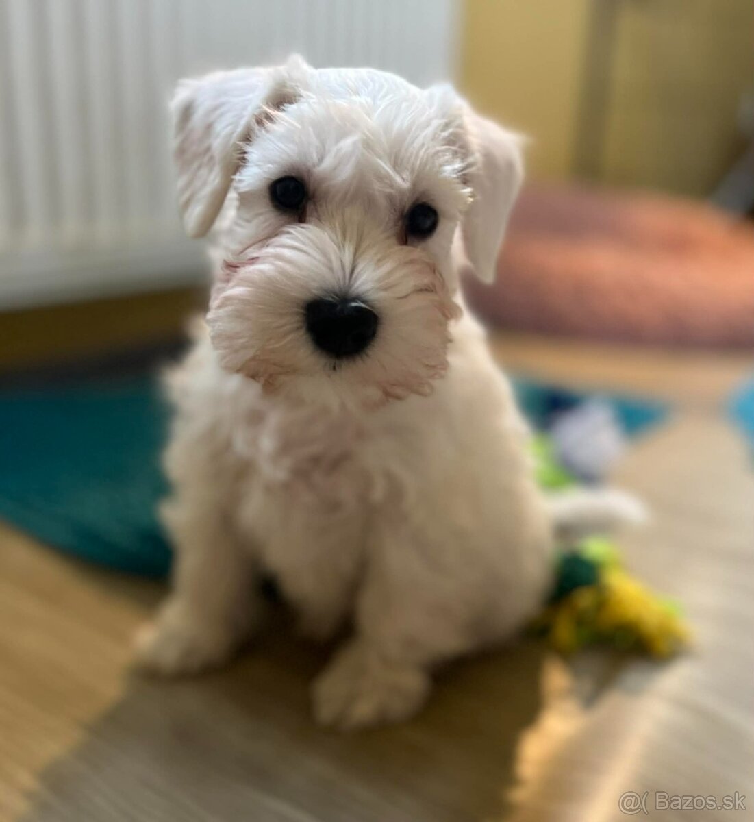 Bradáč malý biely s PP - 6