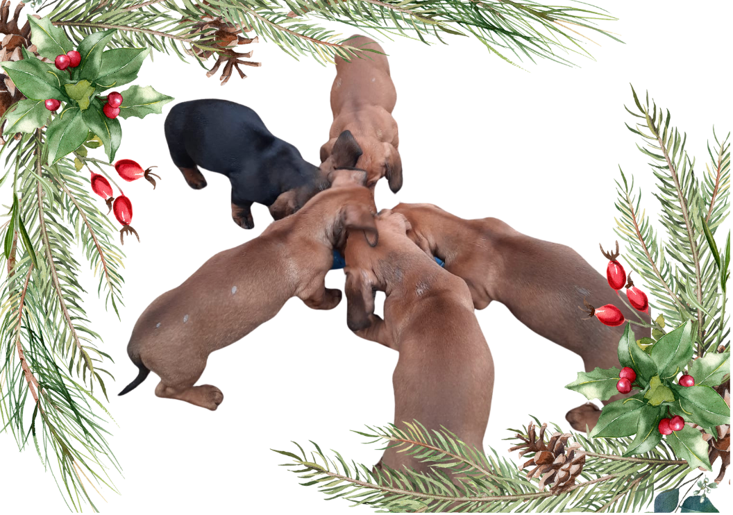 Predám šteniatka Jazvečík krátkosrstý - 6