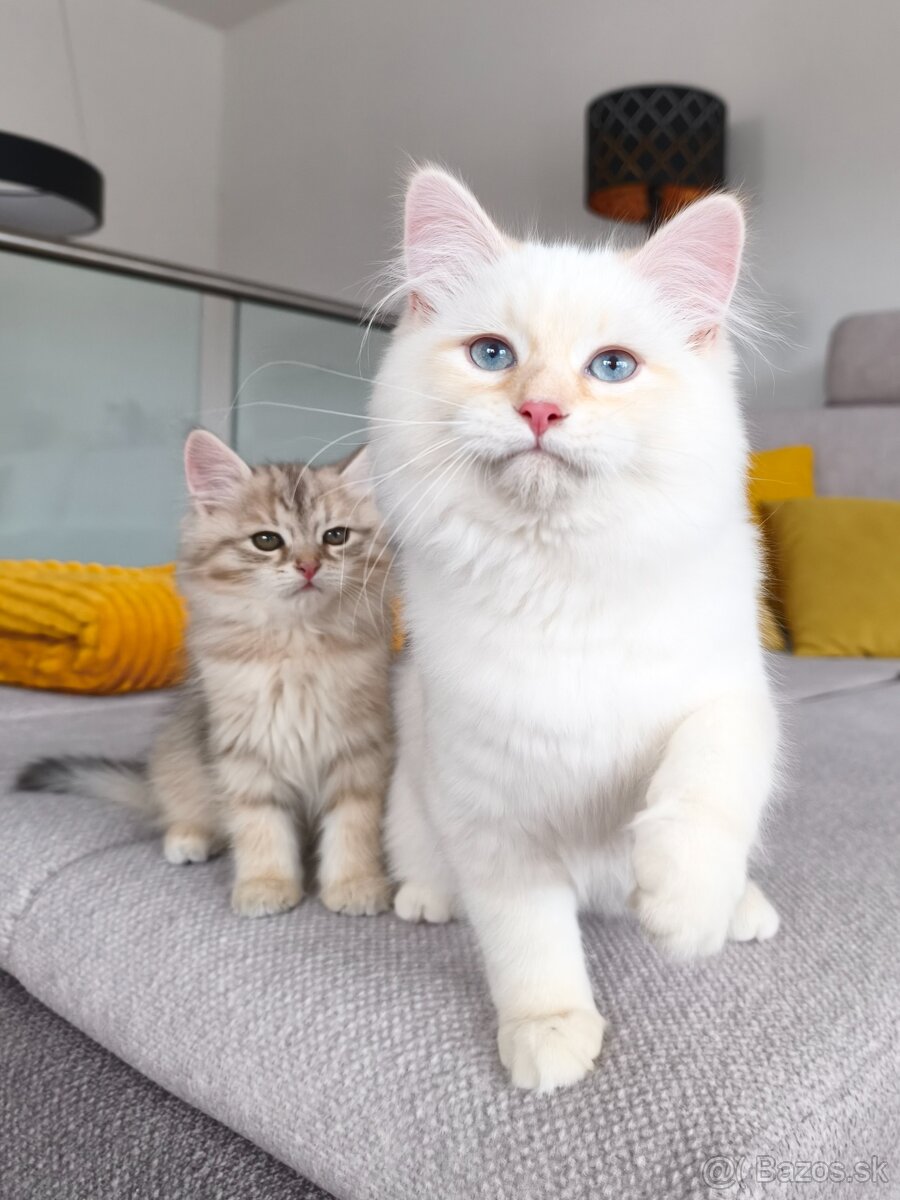 Mačiatka Neva Masquerade - 6