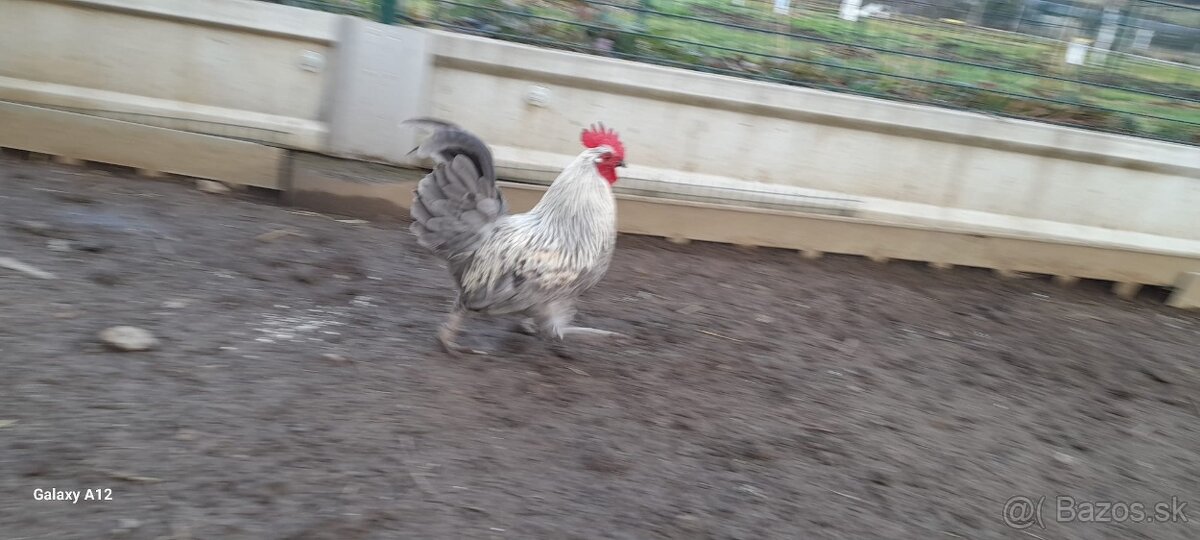 Predám mladé kohúty - 6