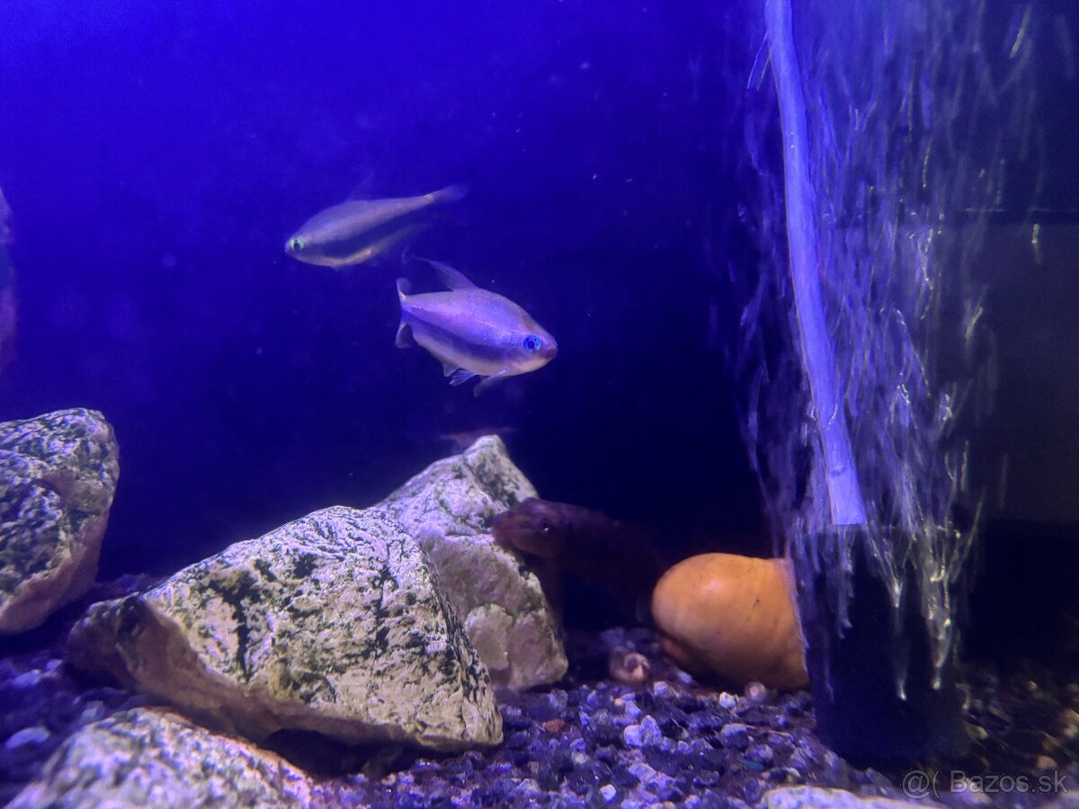 Akvarium so skrinkou - 6
