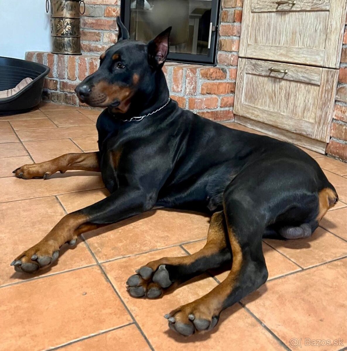 Doberman Šteniatka - 6