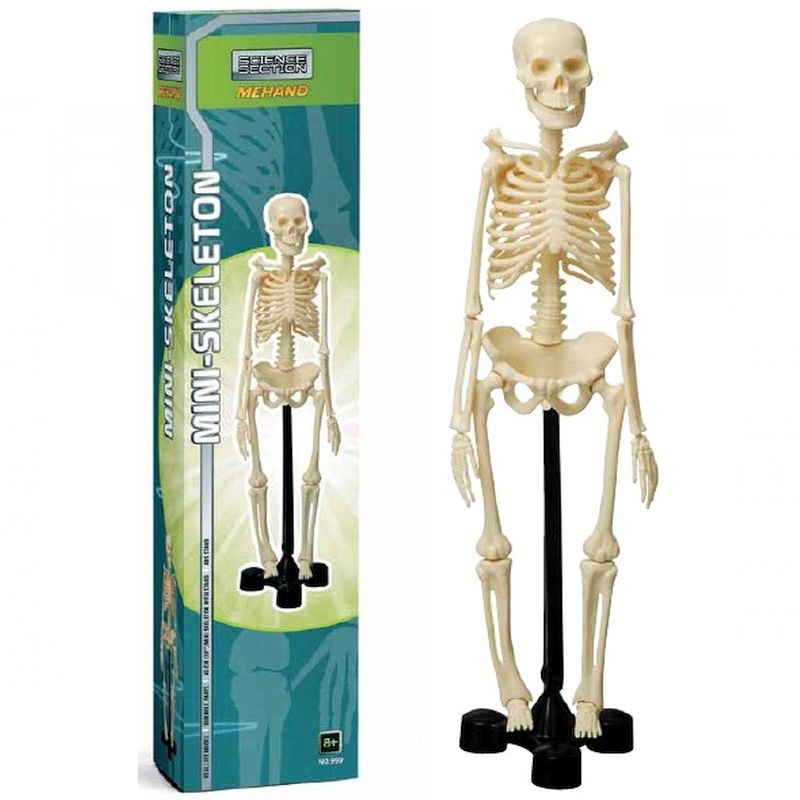 ľudská kostra az 46cm model na stôl - 6