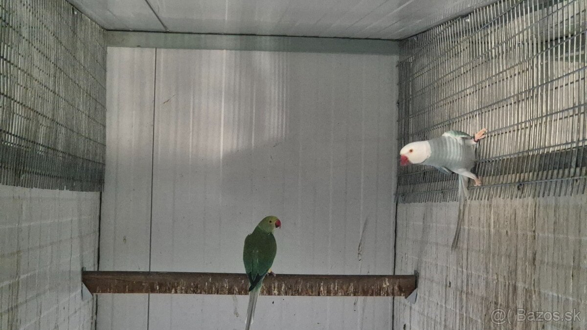 Alexander malý Chovné páriky r. 2021 - 6