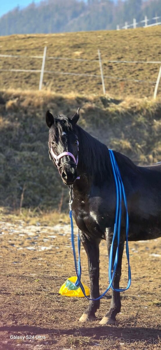 Predam 6r. kobylku - 6