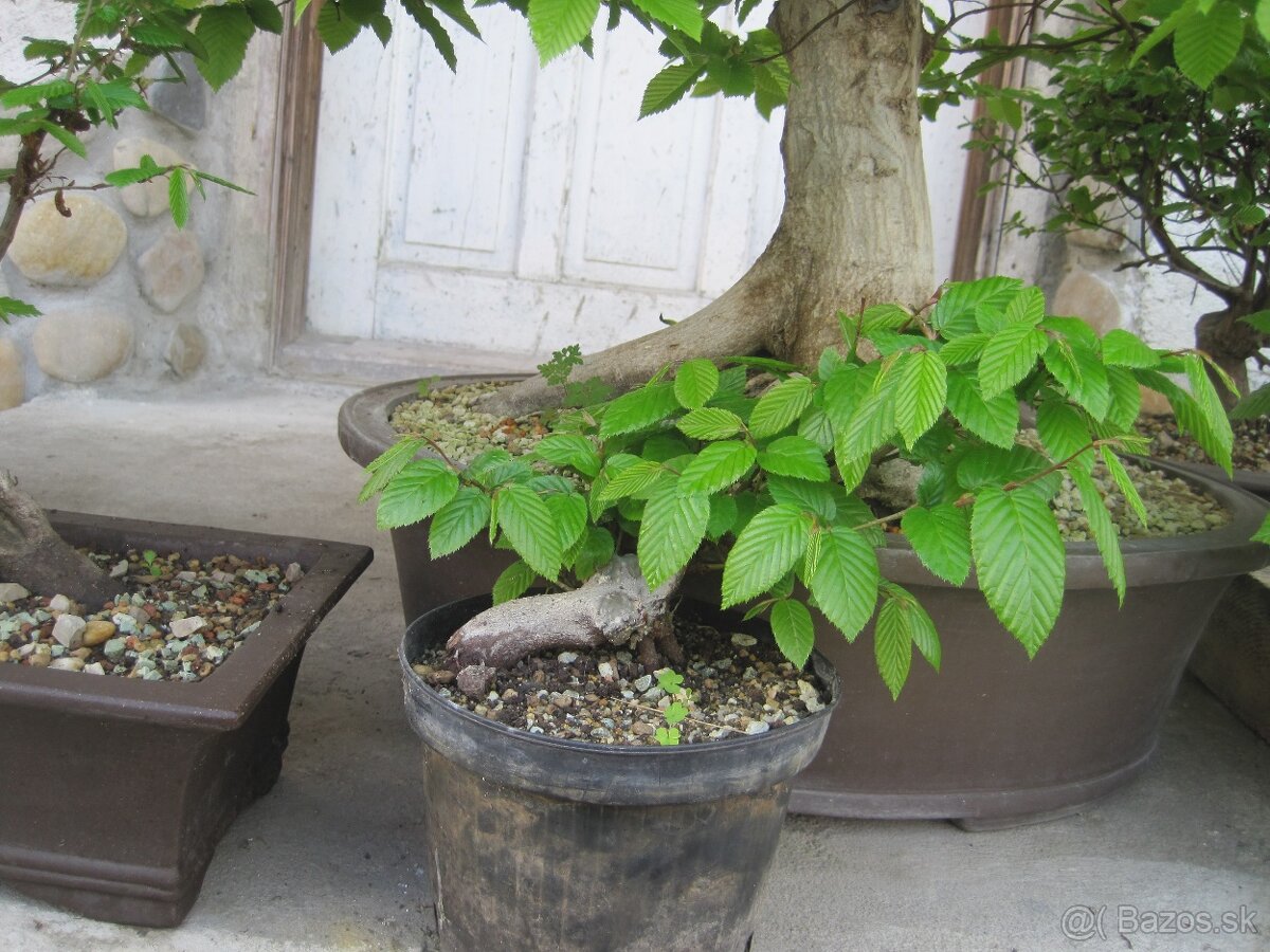 bonsai,bonsaj-hrab 5 - 6