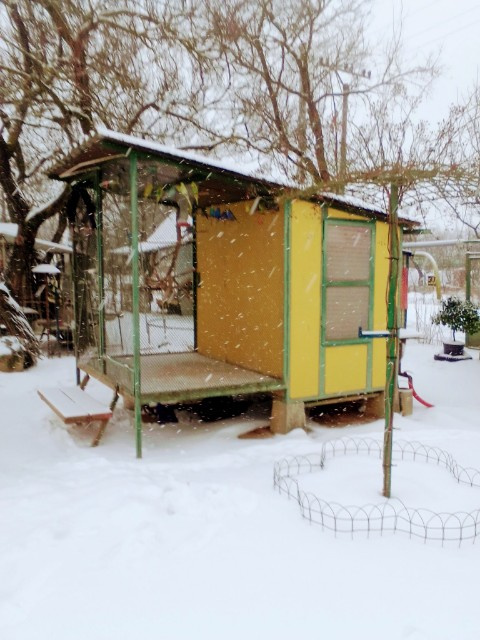 Andulky z vonkajšej voliéry - 6