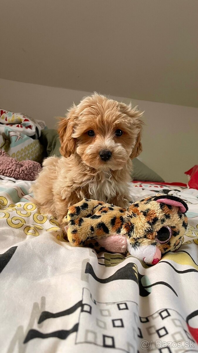 Caramell Maltipoo = Pudel + Maltese - 6
