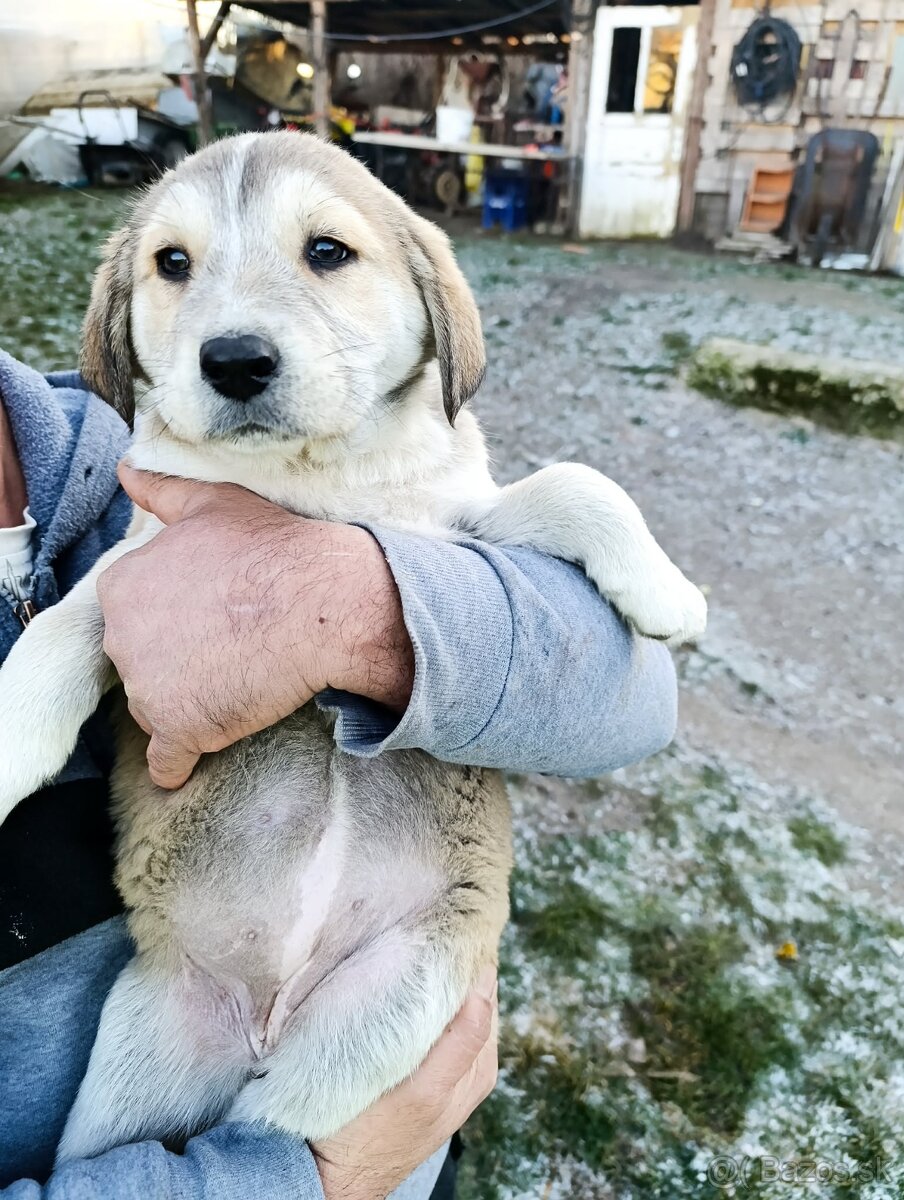 Predám Šteniatka - 6