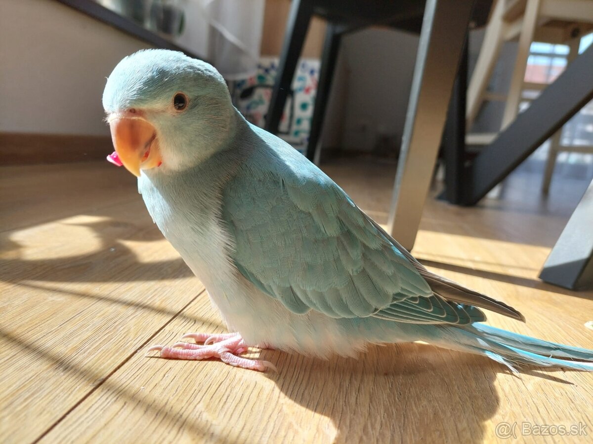 Alexander malý , aratinga slnečná KROTKY - 6