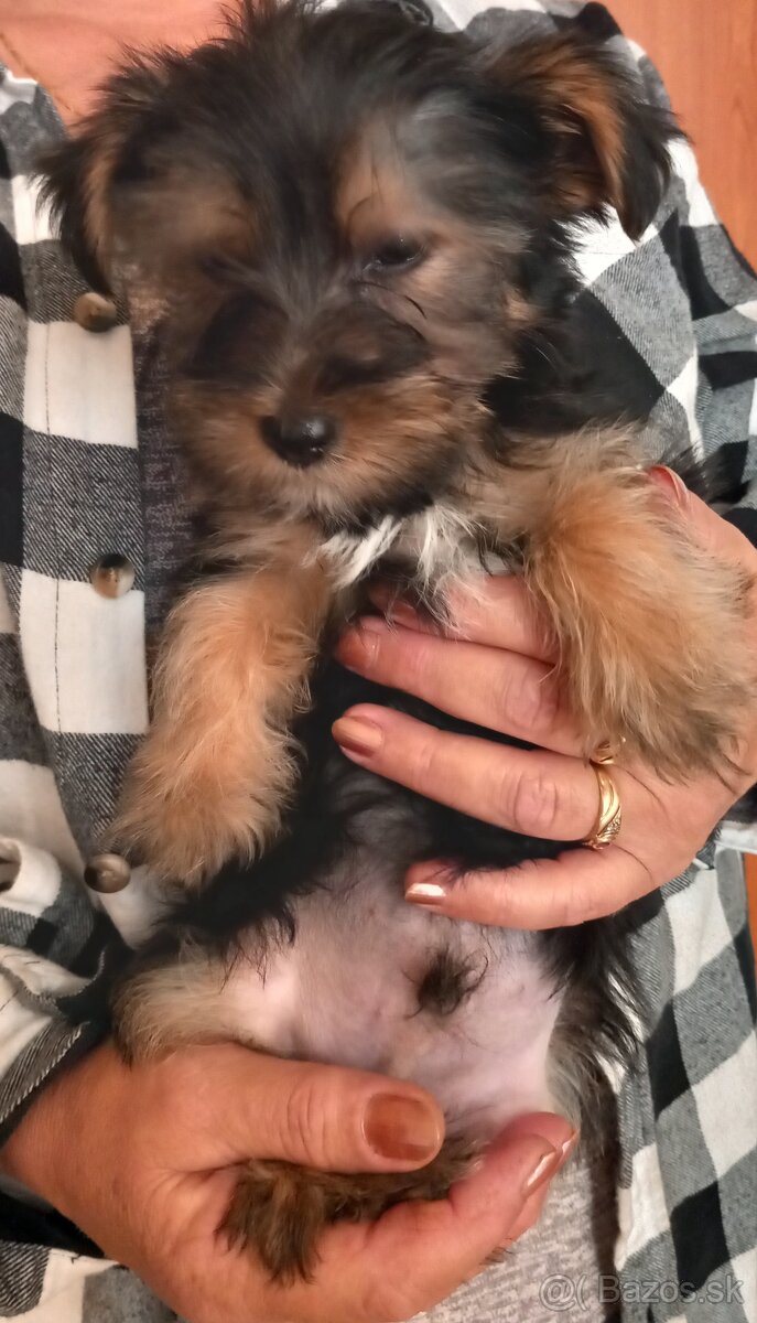 Yorkshire Terrier - 6