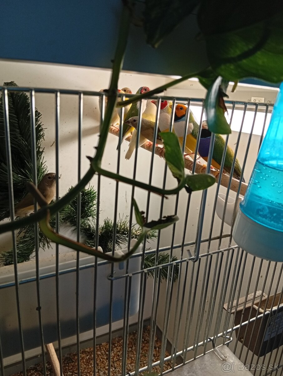 Amadina gouldova, drobotina - 6