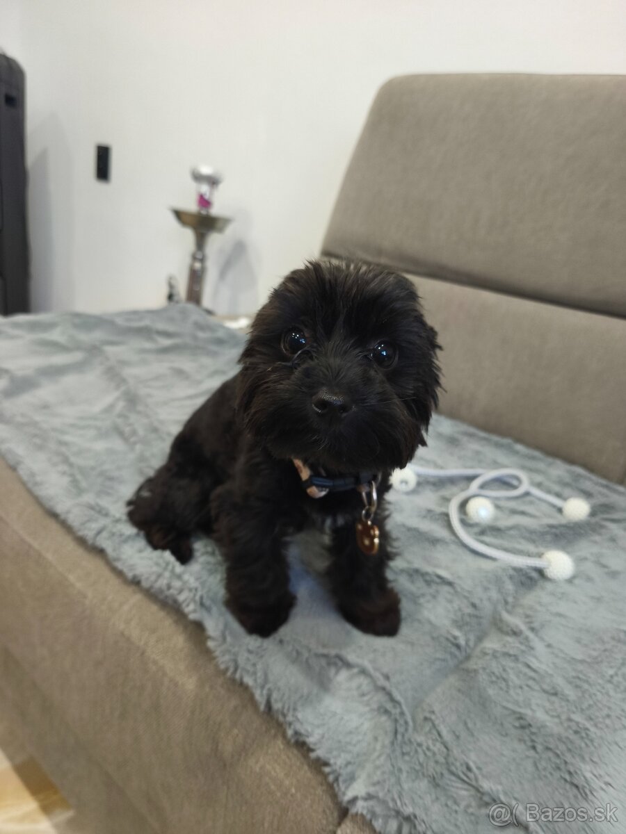 Black Yorkshire terrier - 6