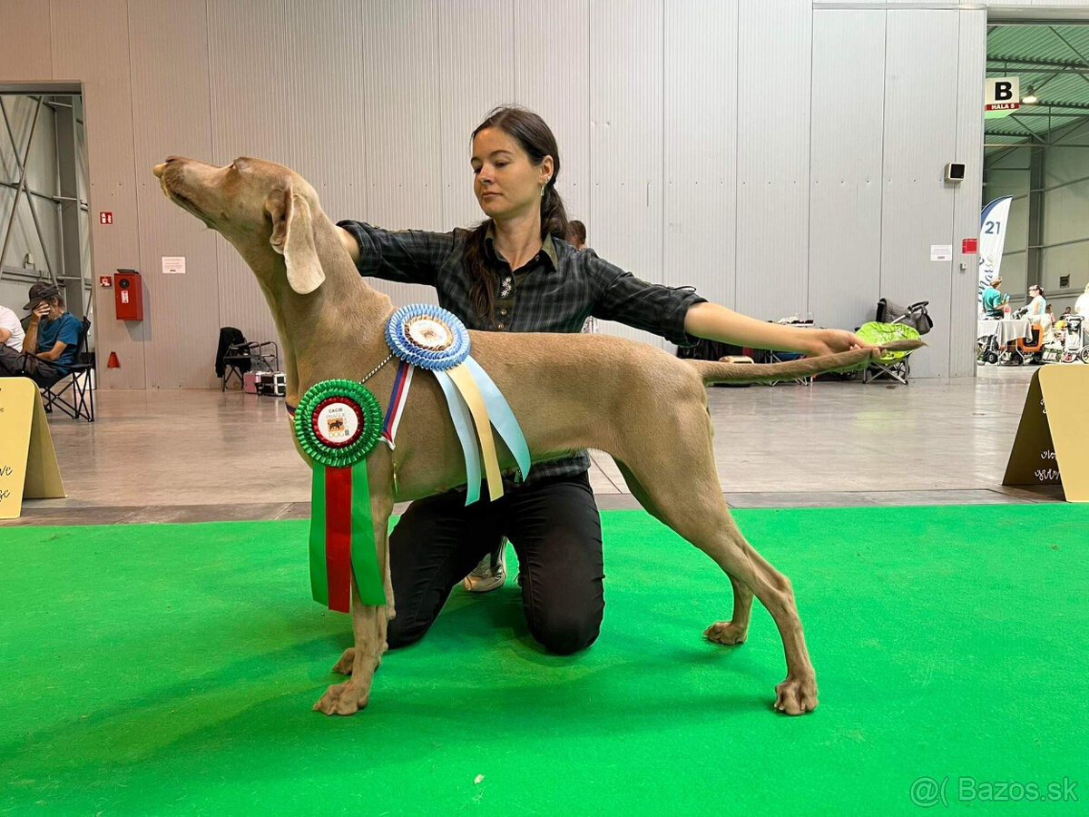 Weimarský krátkosrstý stavač - štěniatka s PP - 6