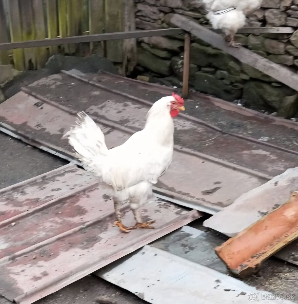 Predam 3 kohutov - 6