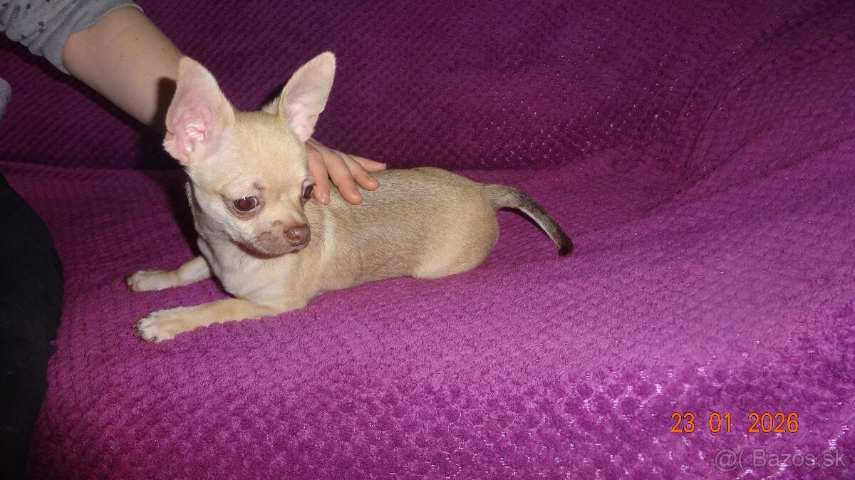 čivava krátkosrstá - 6