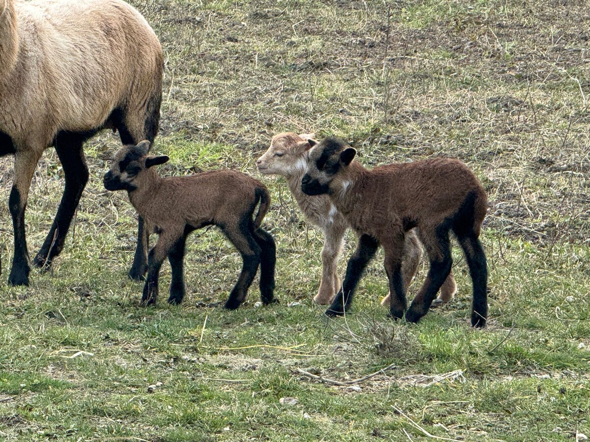 Predám Kamerunske jahňatá - 6