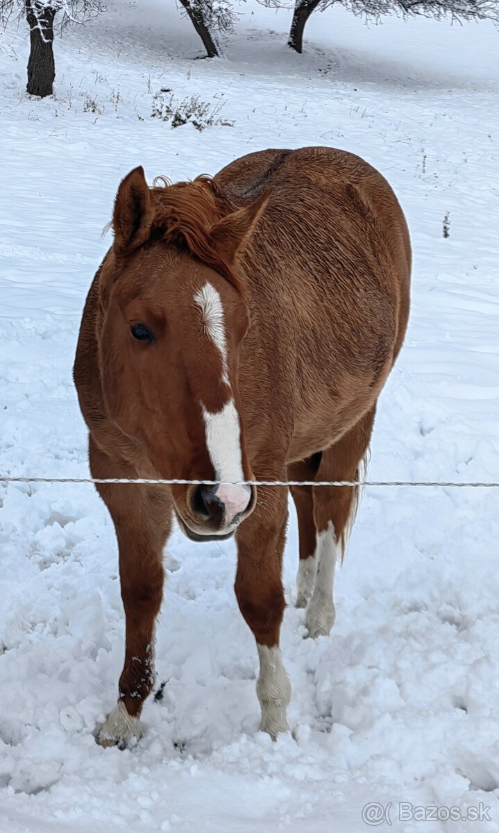 Mladý žrebec QH - 6