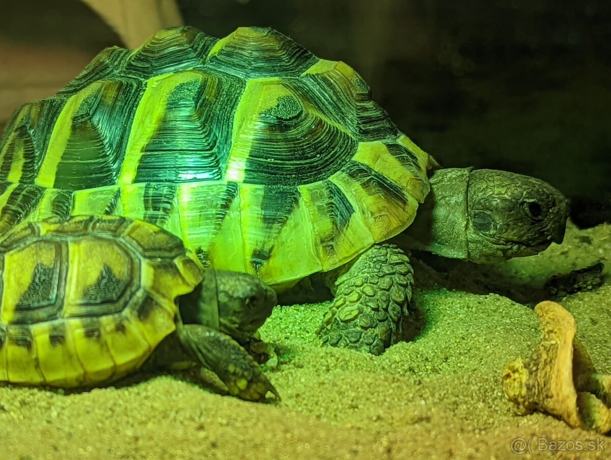 Suchozemska korytnačka zelenkasta - 6
