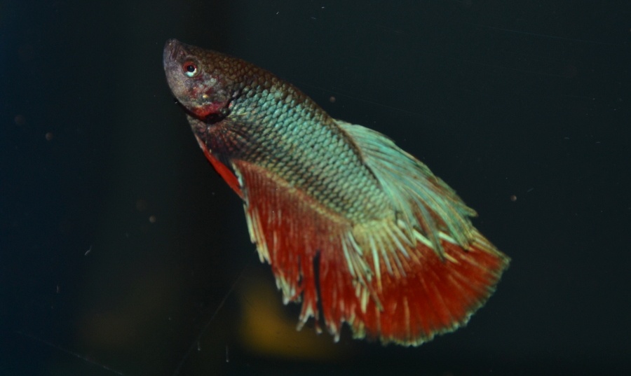 Spoločenské rybky - 6