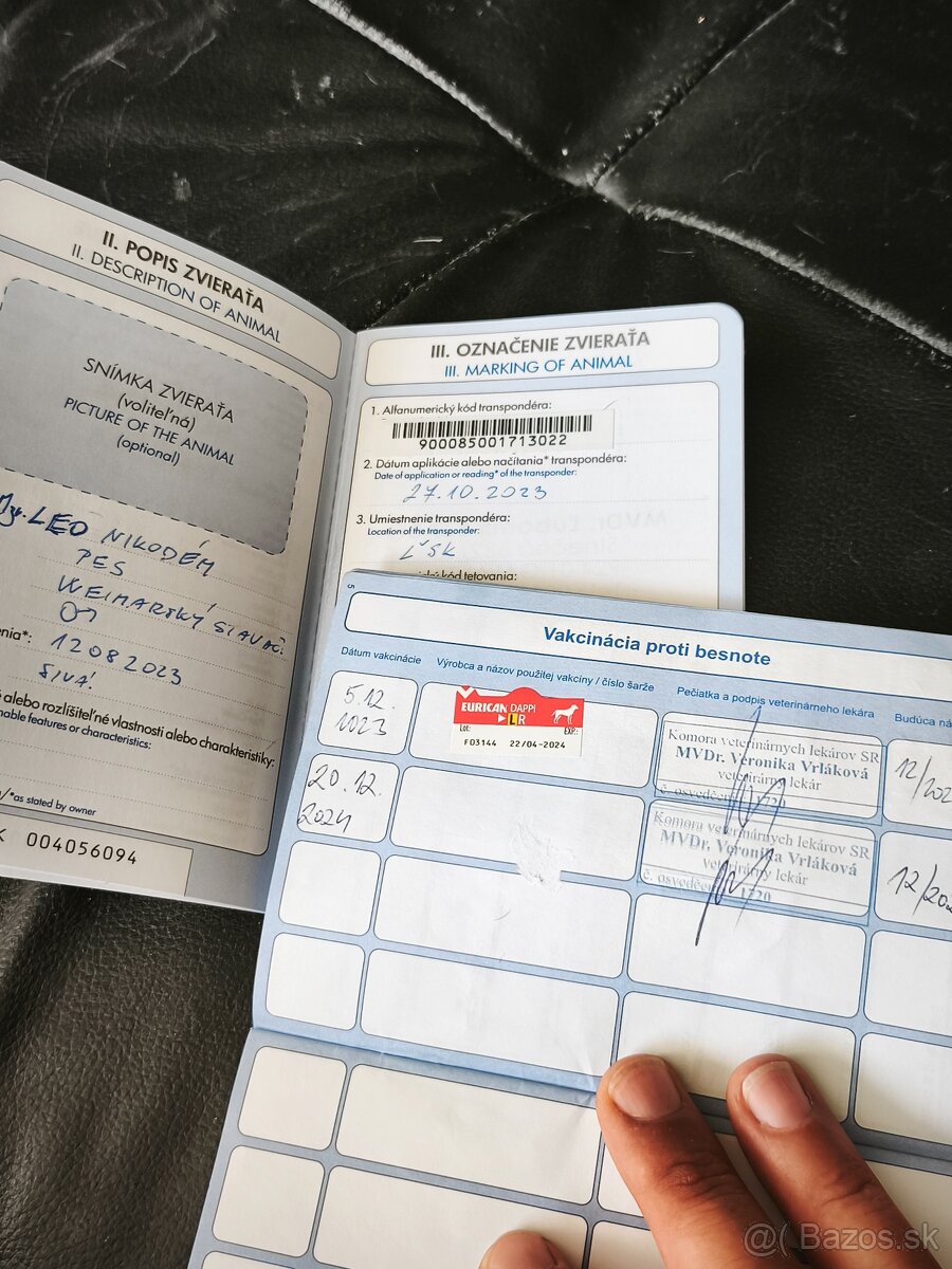 Weimarský stavač 2.ročný - 6