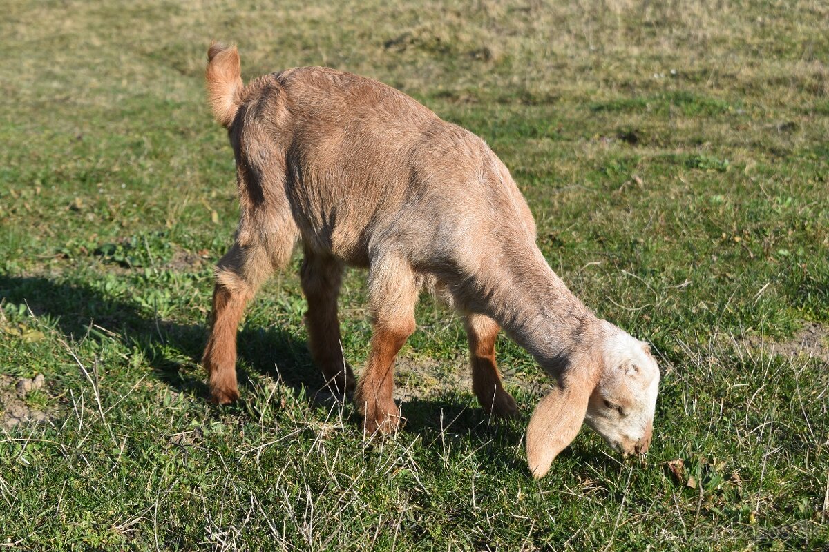 Predam Anglonubijske kozliatka - 6