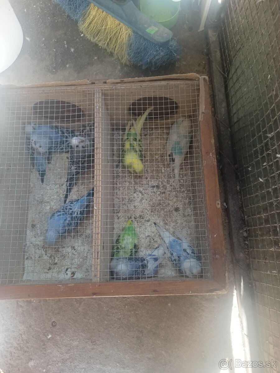 Predám korely aj andulky - 6