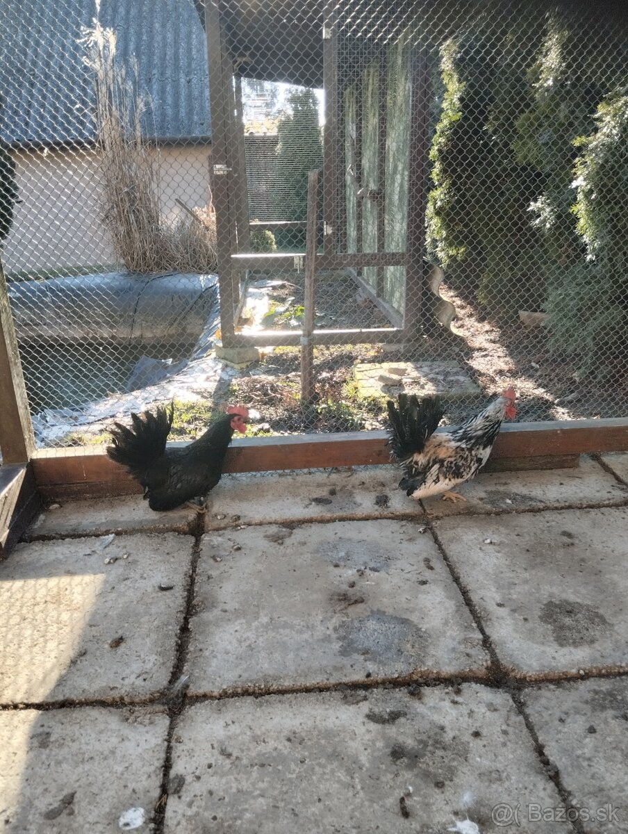 Predam kohúty - 6