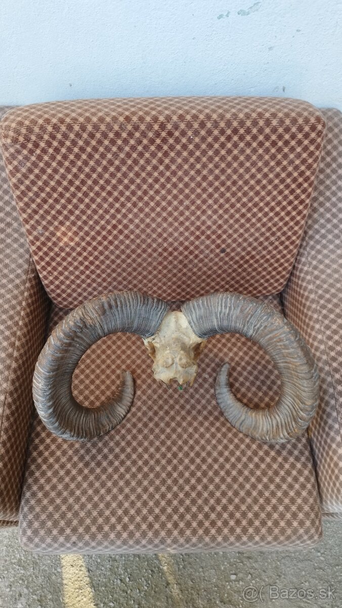 Predám trofej muflona parožie zhody trofeje - 6