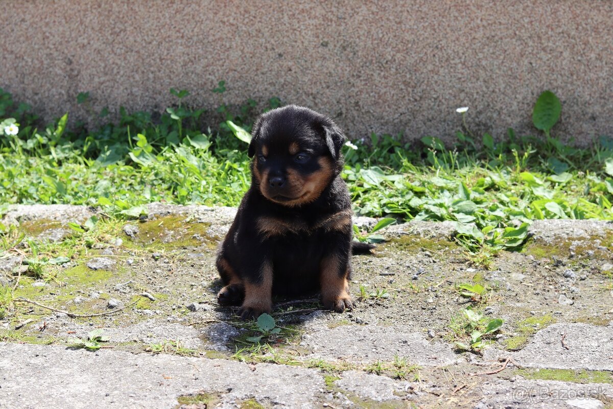 Rottweiler, rotvajler s PP - 6