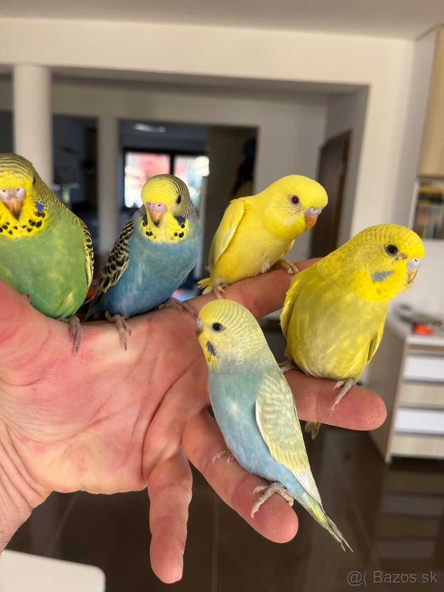 Andulka mlada Maznačik - 6