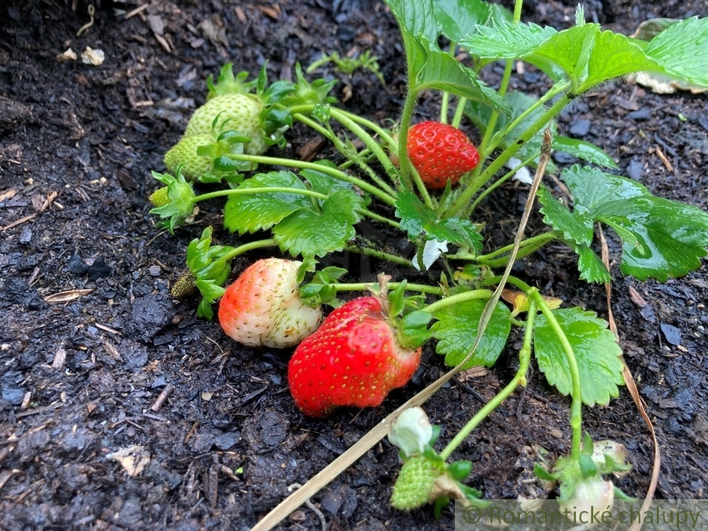 rekreačný dom-chata Podhájska - 6