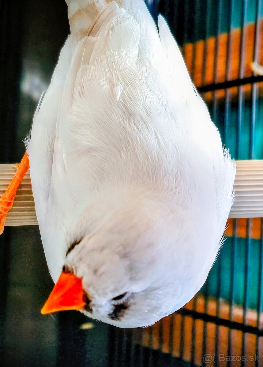 Zebricky maldý chovný pár - 6