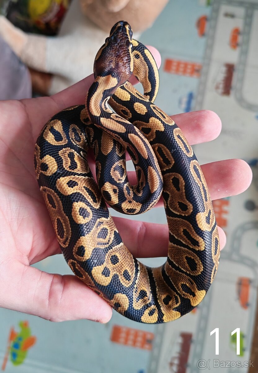 Pytón kráľovský/ Python regius - 6