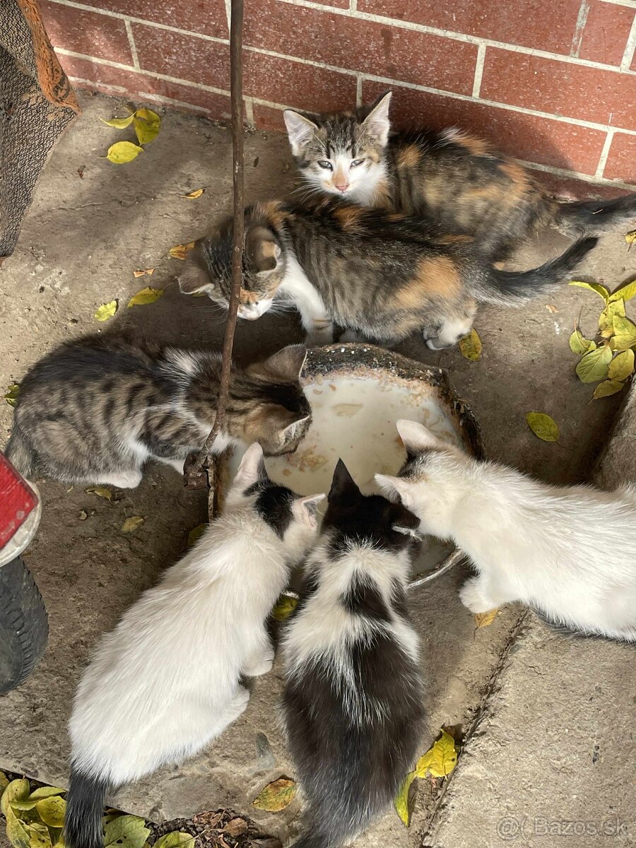 DARUJEM MAČIČKY AJ KOCÚRIKOV DO DOBRÝCH RÚK - 6