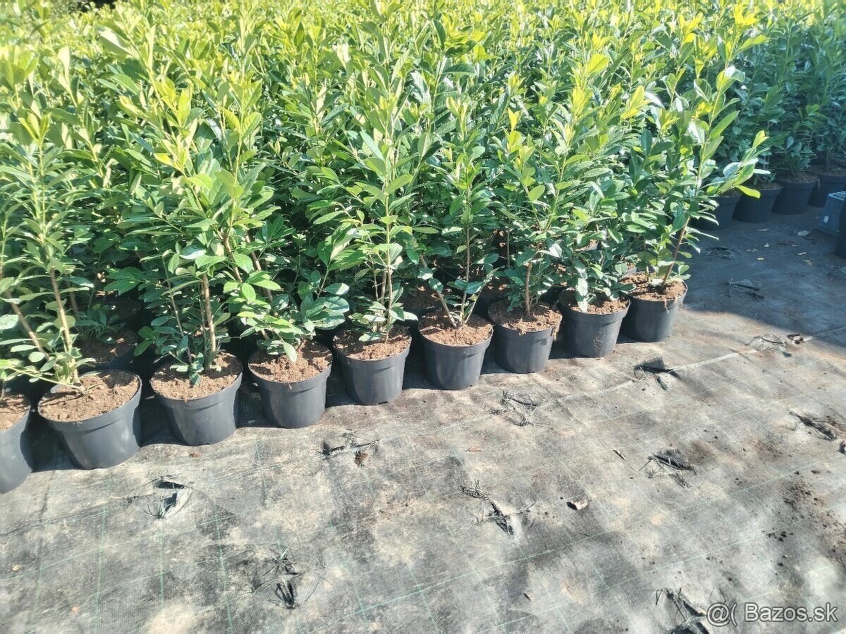 Vavrínovec, červienka, gaštan, tuja - Senica - 6