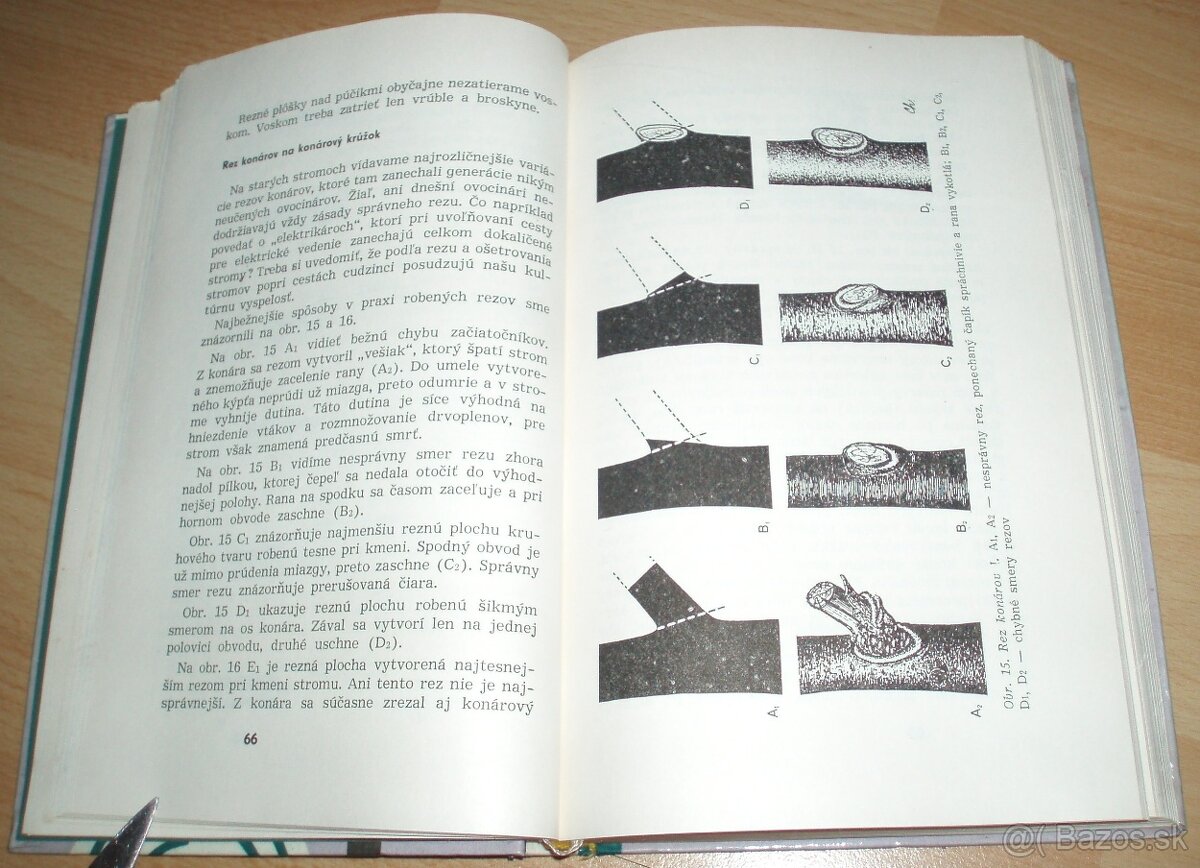 Rez a tvarovanie ovocných drevín - 6