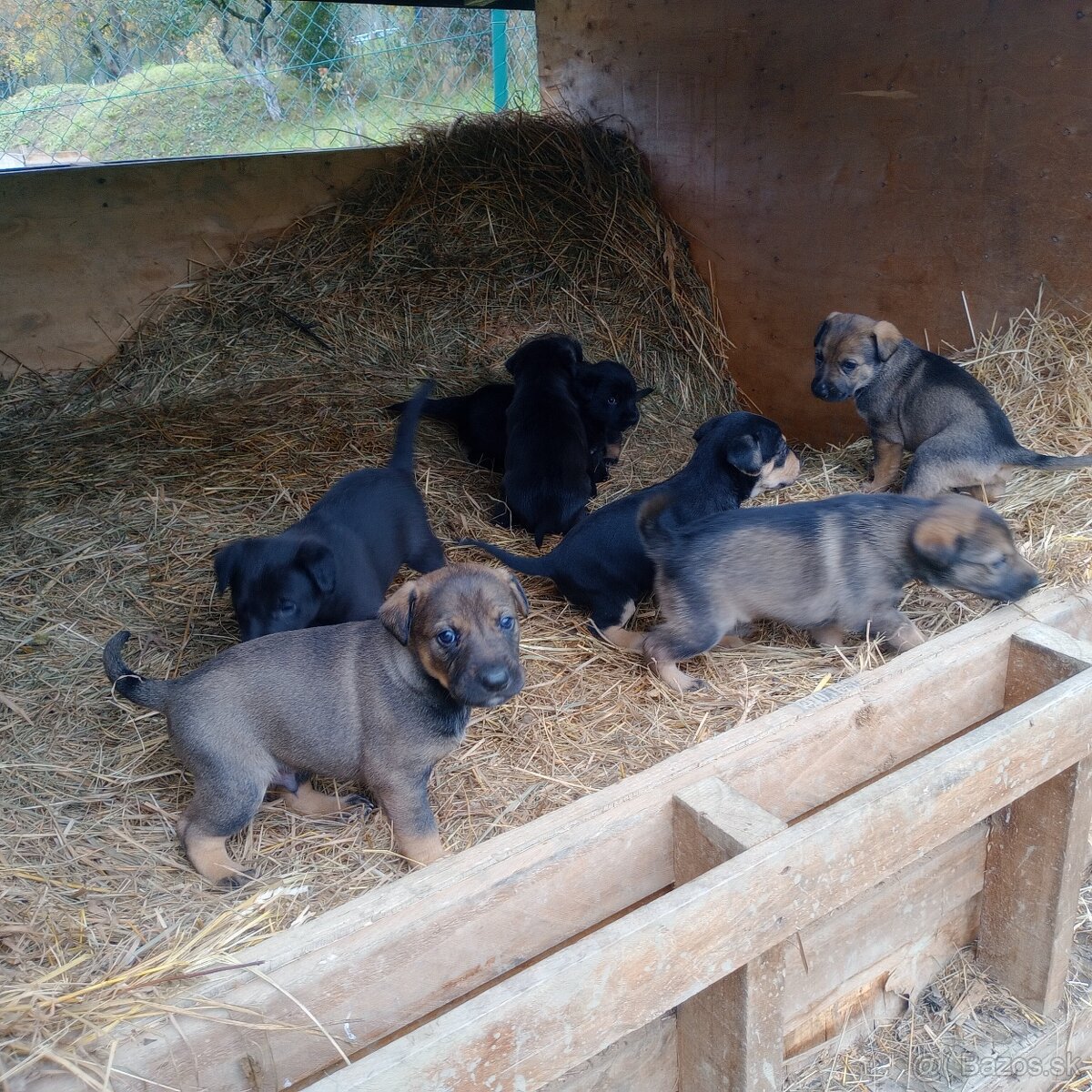 Darujeme steniatka - 6