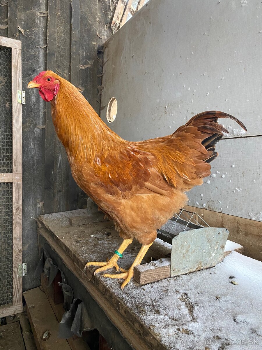 Oravka žltohnedá - 6