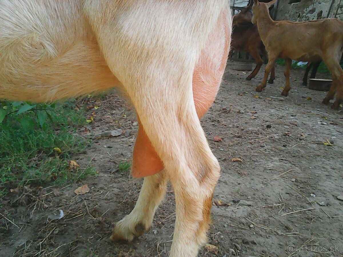 na predaj bezrohý cap do chovu - 6