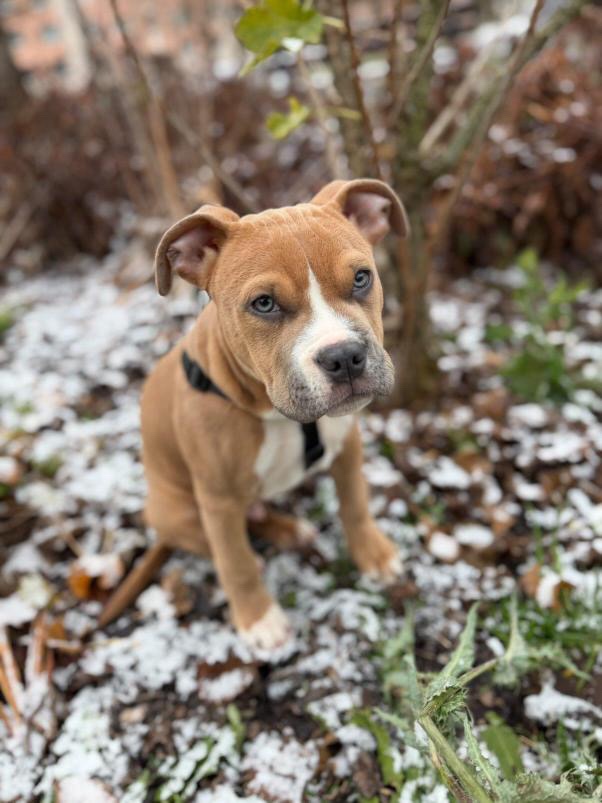 Americký Staford - 6