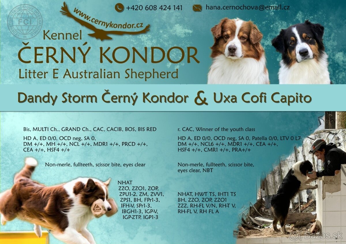 Australský ovčák - štěňátka s PP - 6