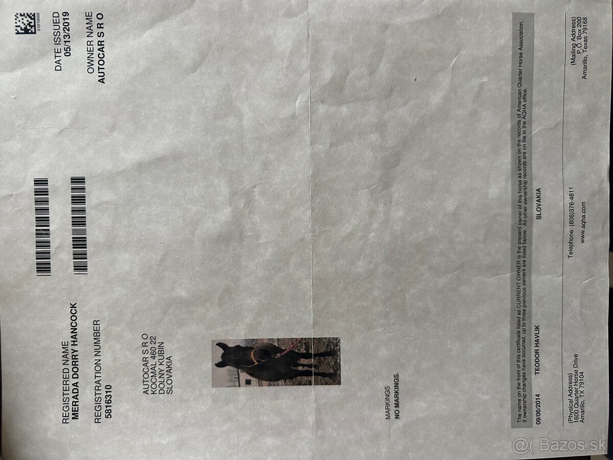 Kobyla Quarter horse - 6