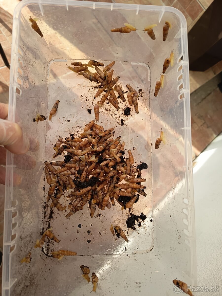 Rumina Saharica Rhodos 🐌 - 6