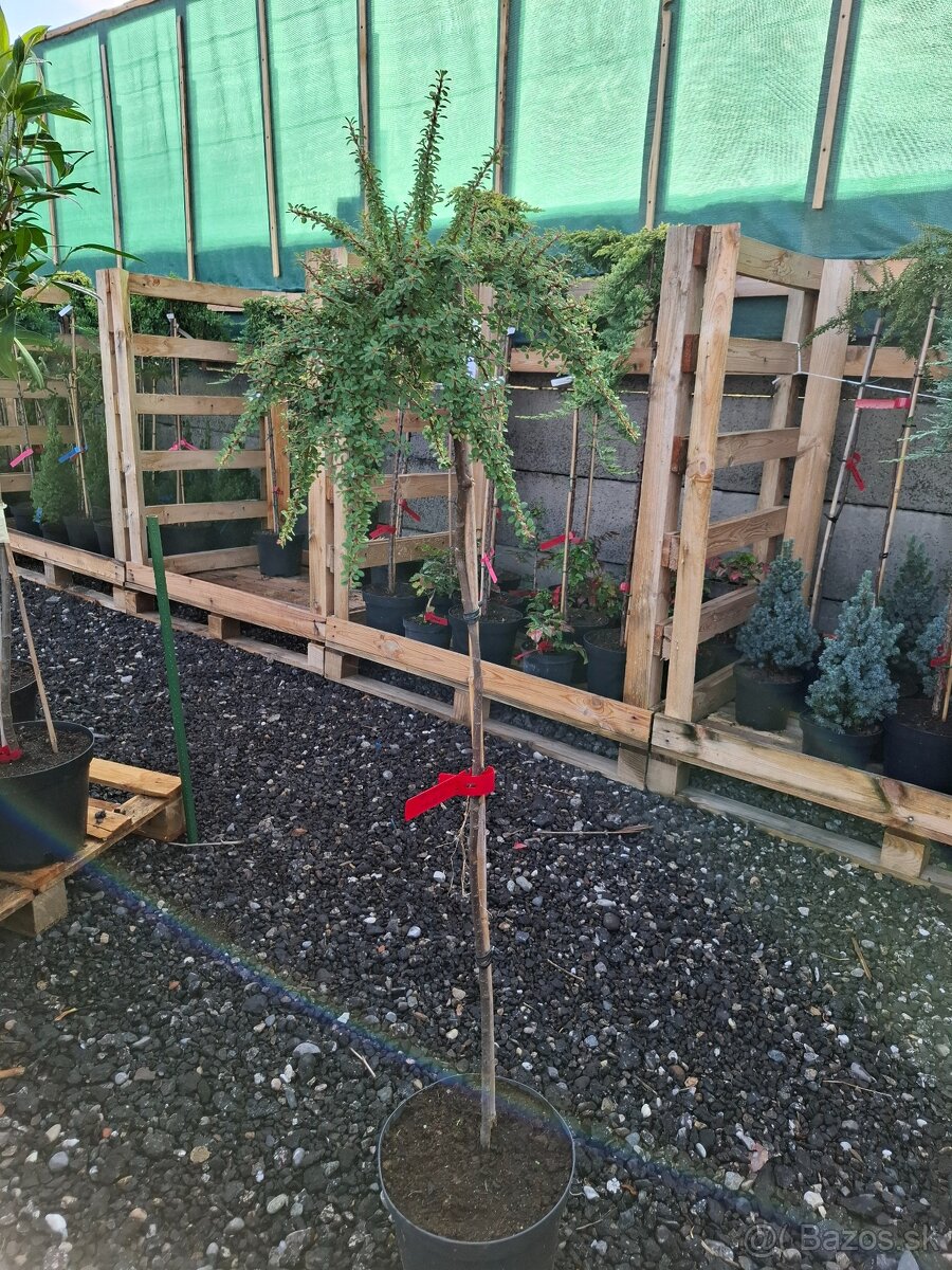 Stromy na kmienku - 6