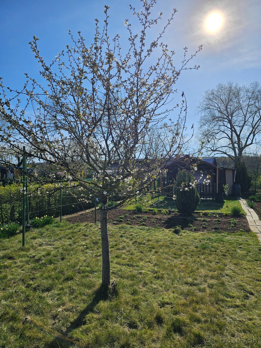 Predám záhradu Dolné Krškany - 6